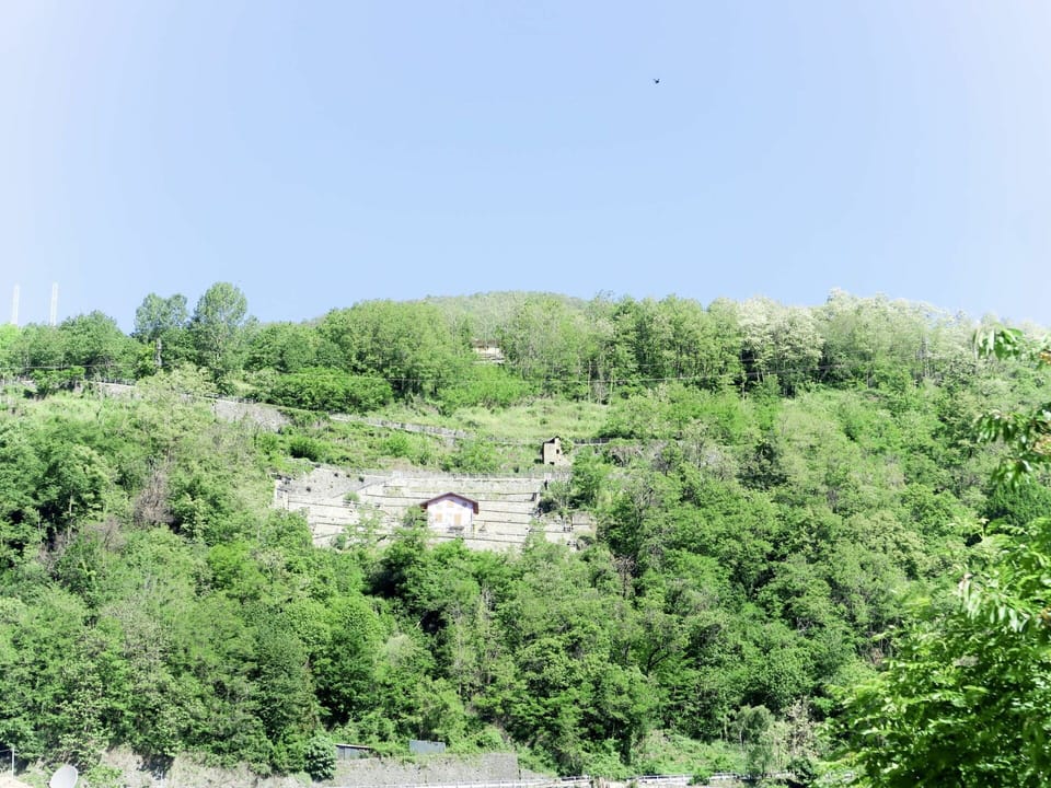 Vegetation, Nature Reserve, Natural Environment, Green, Tree, Biome, Natural Landscape, Jungle, Plant Community, Forest