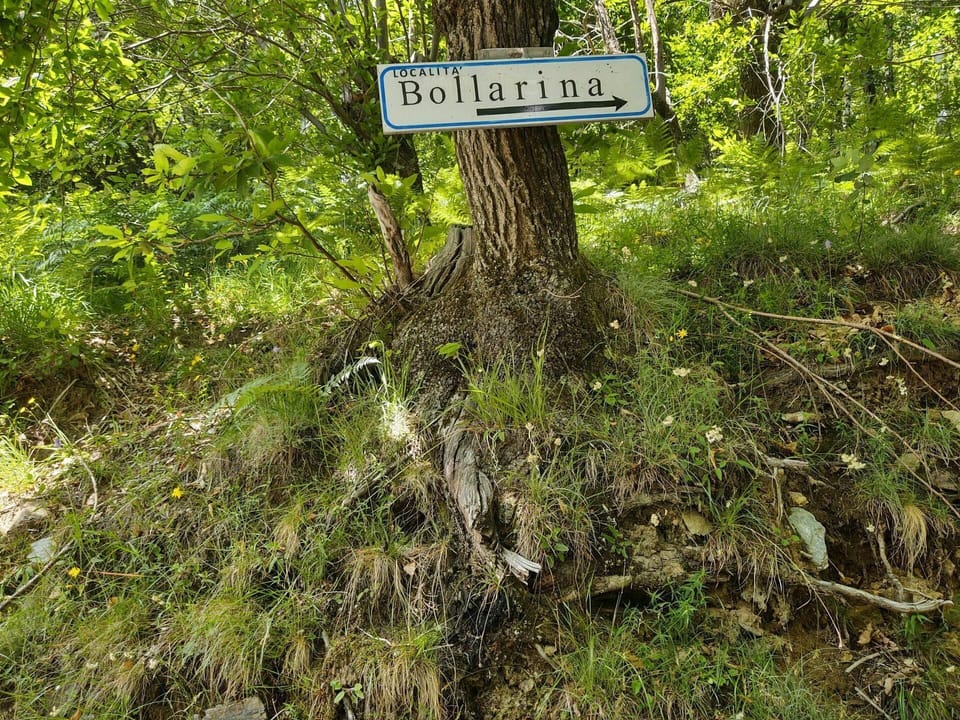 Plant, Plant Community, Ecoregion, Natural Landscape, Terrestrial Plant, Trunk, Twig, Wood, Grass, Tree