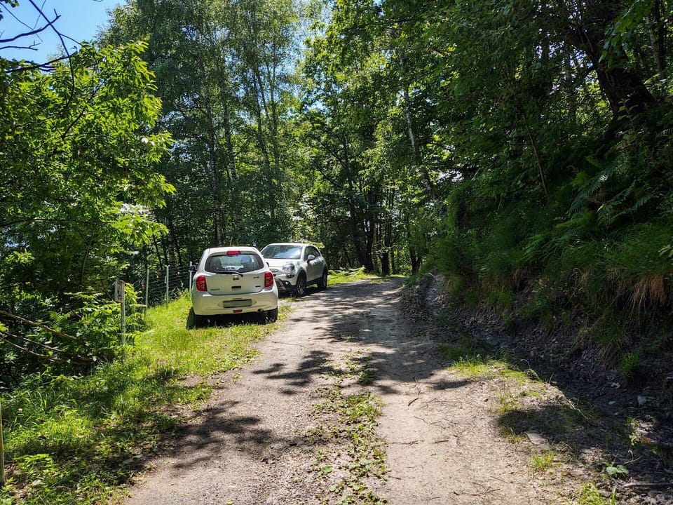 Plant, Car, Vehicle, Motor Vehicle, Tree, Natural Landscape, Road Surface, Asphalt, Automotive Exterior