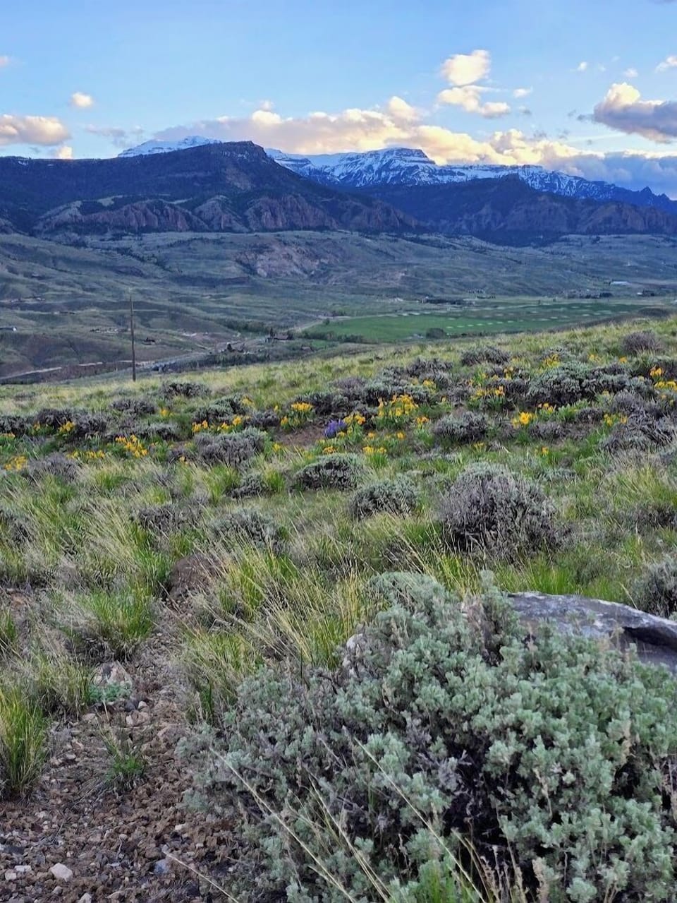 Wildflowers on Jim Mountain