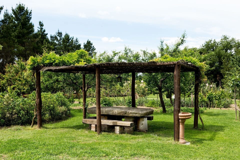 Green, Nature Reserve, Tree, Botany, Grass, Garden, Pavilion, Table, Grass Family, Spring