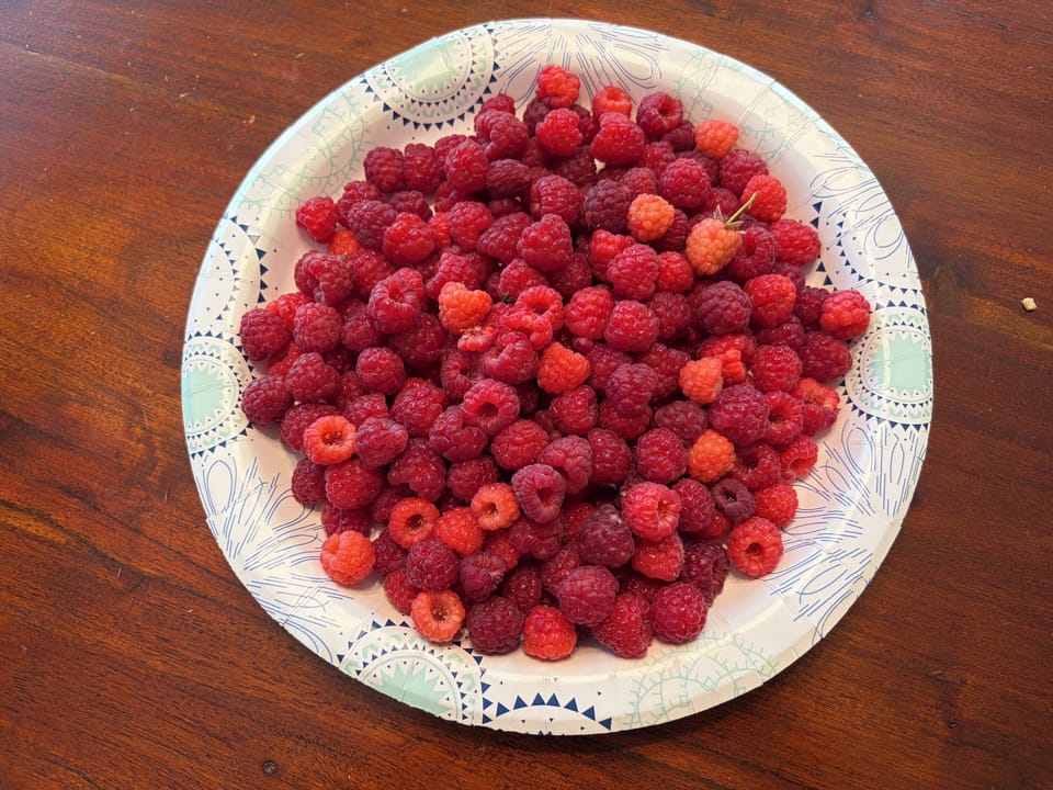 Help yourself to the raspberries (when in season) on the vine in the front yard!