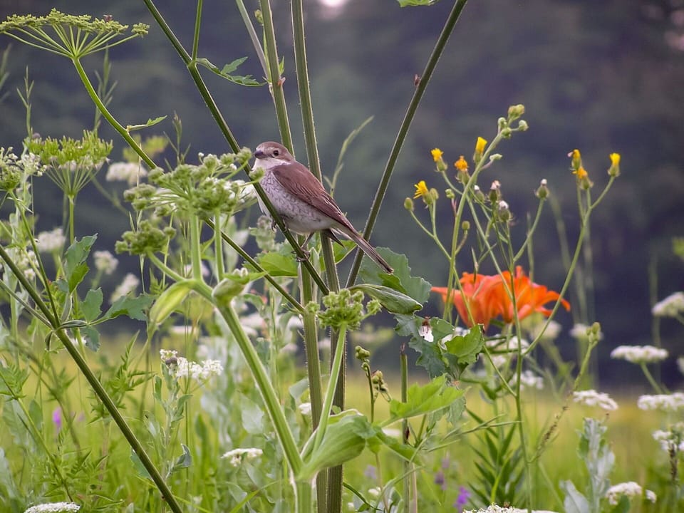Flower, Plant, Grass, Grass Family, Wildlife, Meadow, Wildflower, Flowering Plant