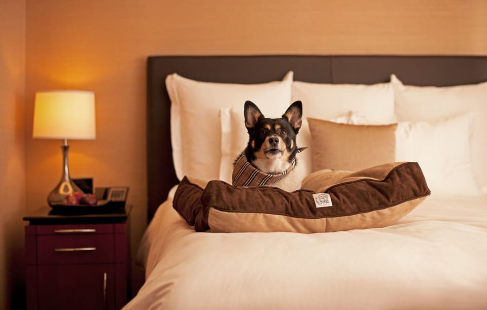 Pet-friendly