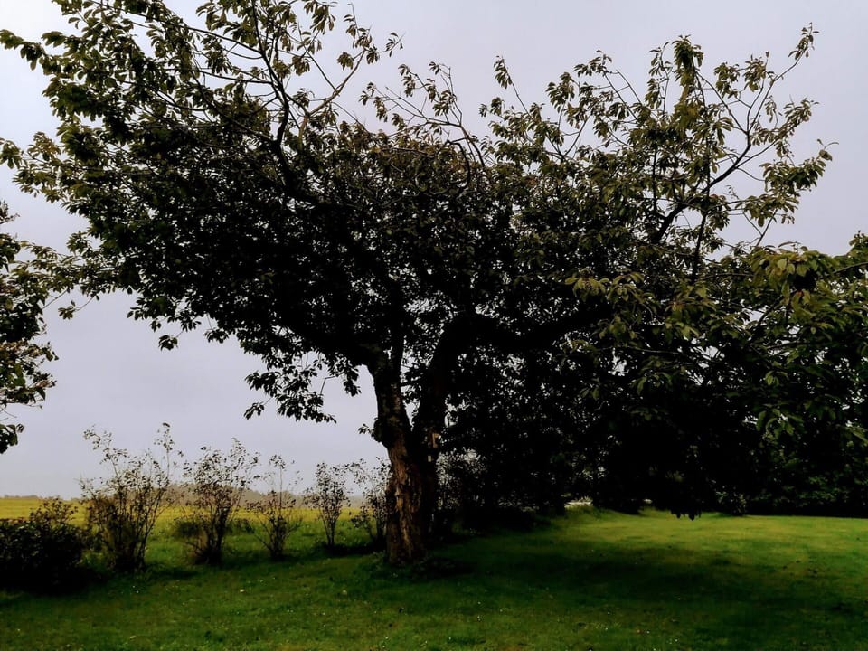 House | Miscellaneous