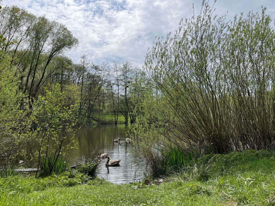 Water, Plant, Cloud, Plant Community, Sky, Natural Landscape, Grass, Lake