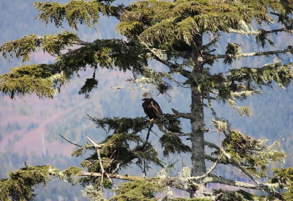 View of eagle in tree from the balcony