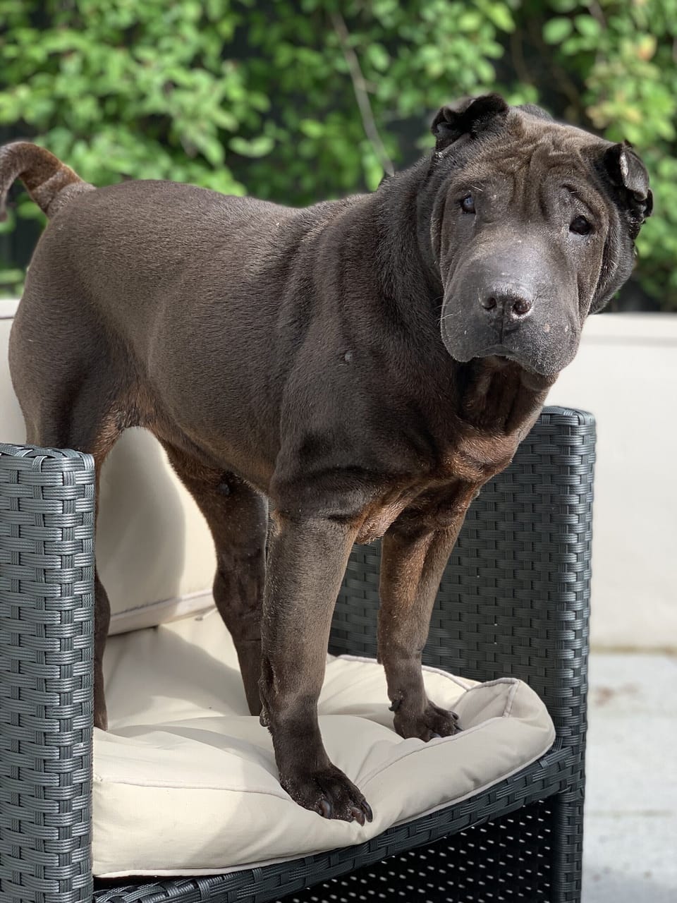 Our dog Bunty says the enclosed garden is perfect for pooches and their hoomans.