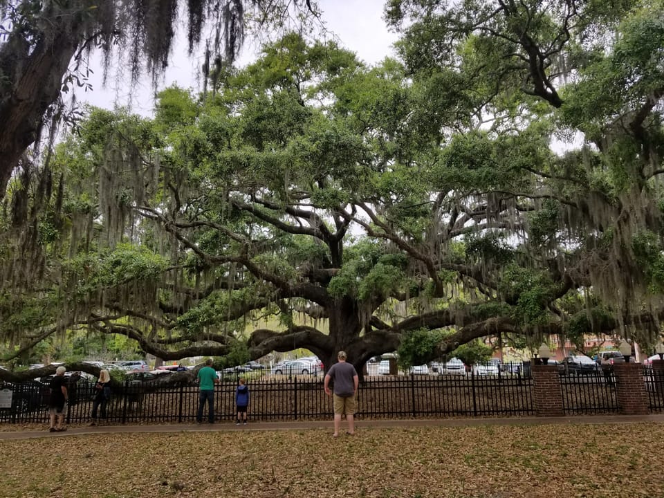 Visit the massive Oak Tree in Safety Harbor