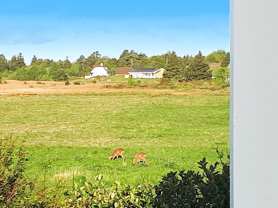 House | Property grounds