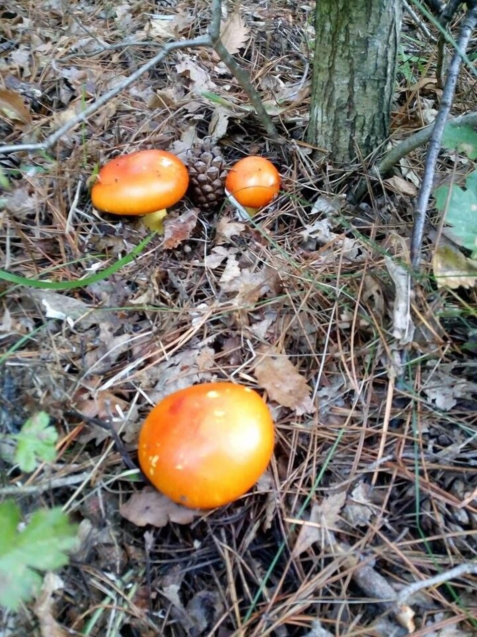 Villa, 3 Bedrooms, Smoking, Private Pool | Exterior