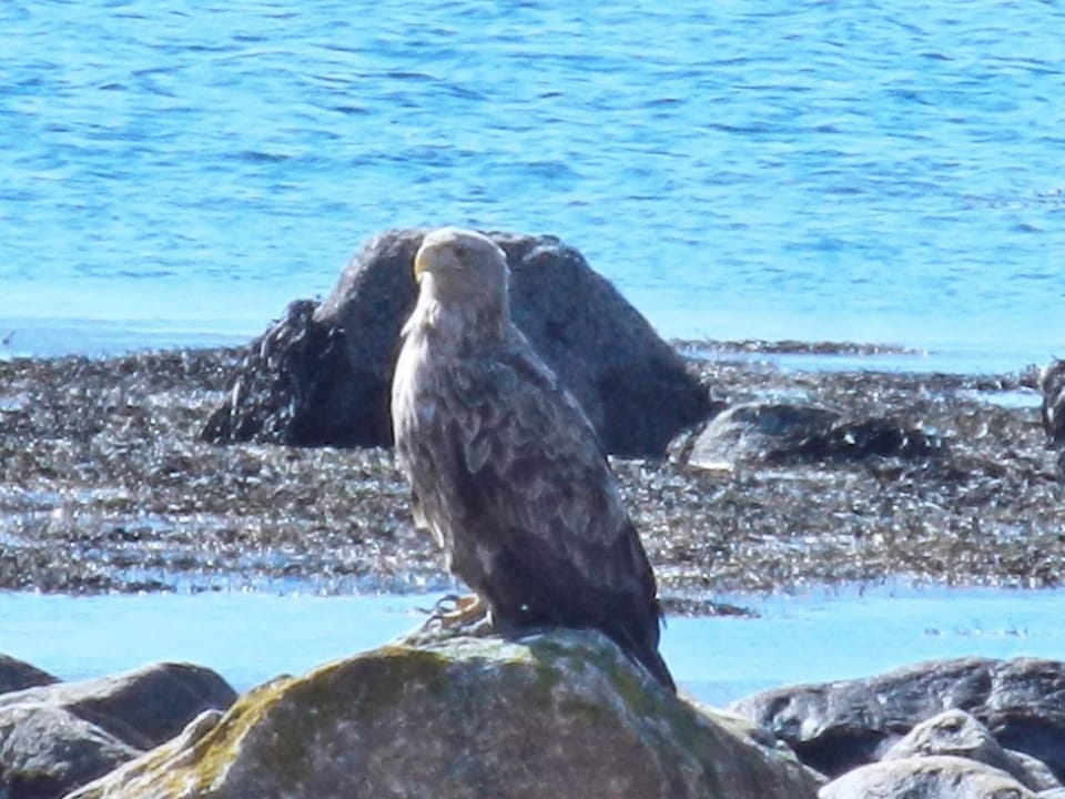 House | Miscellaneous