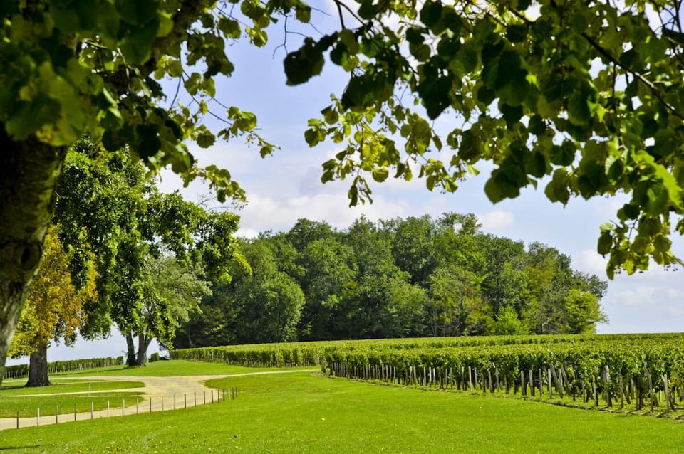 Vineyard