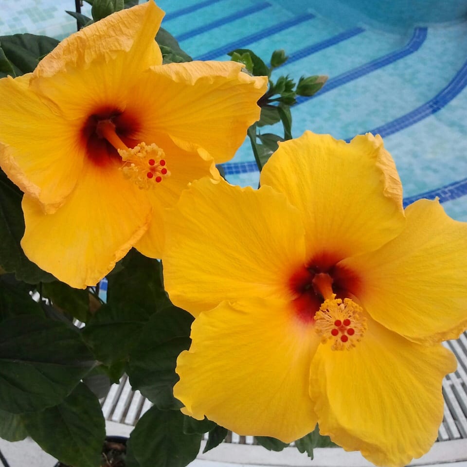 Seasonal outdoor pool, sun loungers