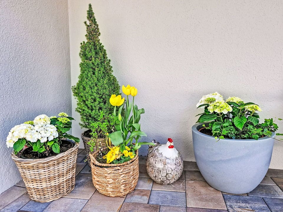 Flower, Green, Flowerpot, Yellow, Houseplant, Floristry, Garden, Flowering Plant, Cut Flowers