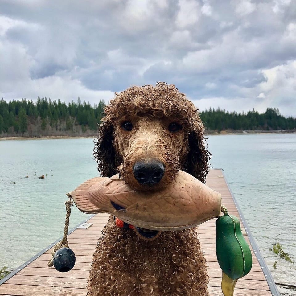 Remington, owner's bird pointing standard poodle