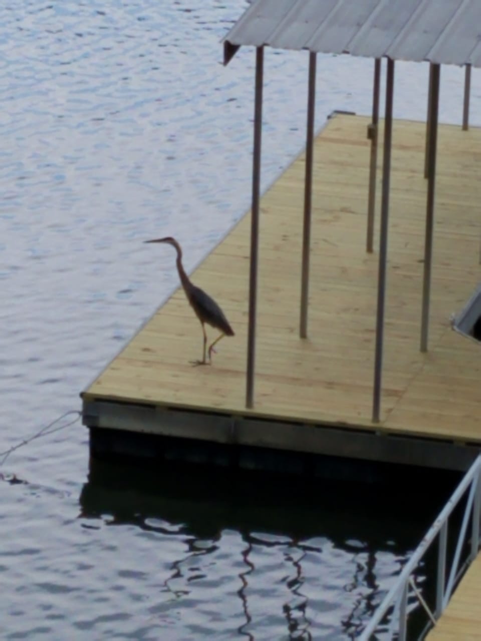 Great Blue Heron on your private dock.