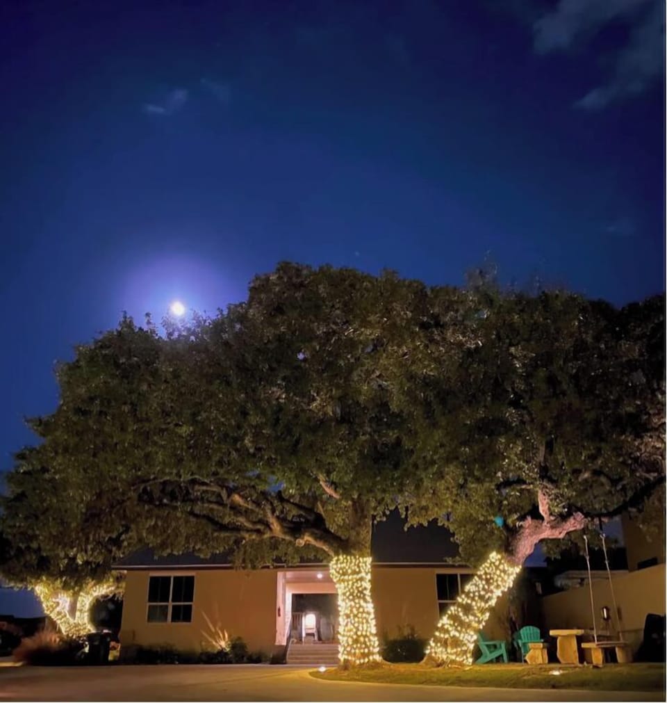 We have our huge oaks wrapped in lights year round !