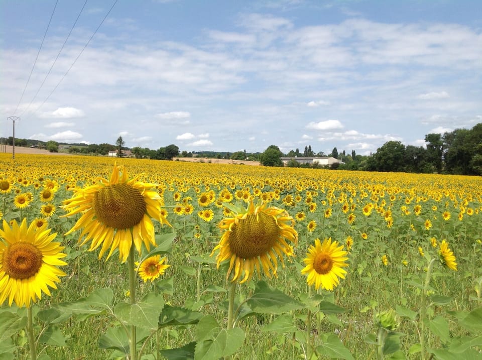 Happy Sunflowers Happy Holidays