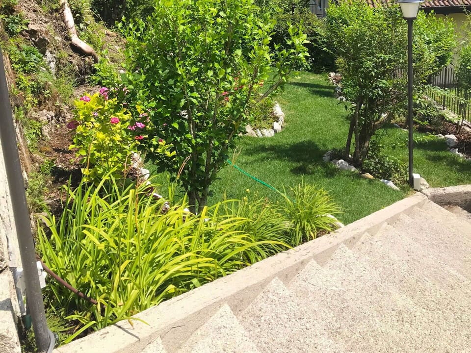 Vegetation, Garden, Grass, Property, Lawn, Shrub, Plant, Tree, Grass Family, Groundcover