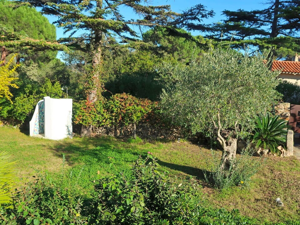Tree, Vegetation, Property, House, Botany, Plant, Grass, Garden, Woody Plant, Shrub