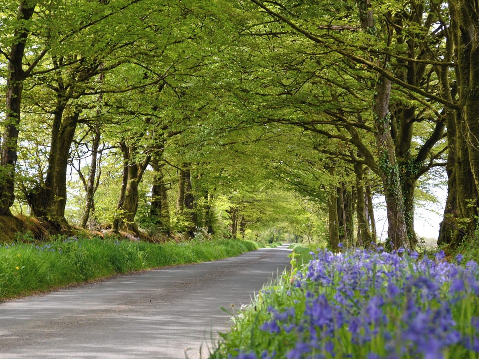 Bluebells at Welcombe