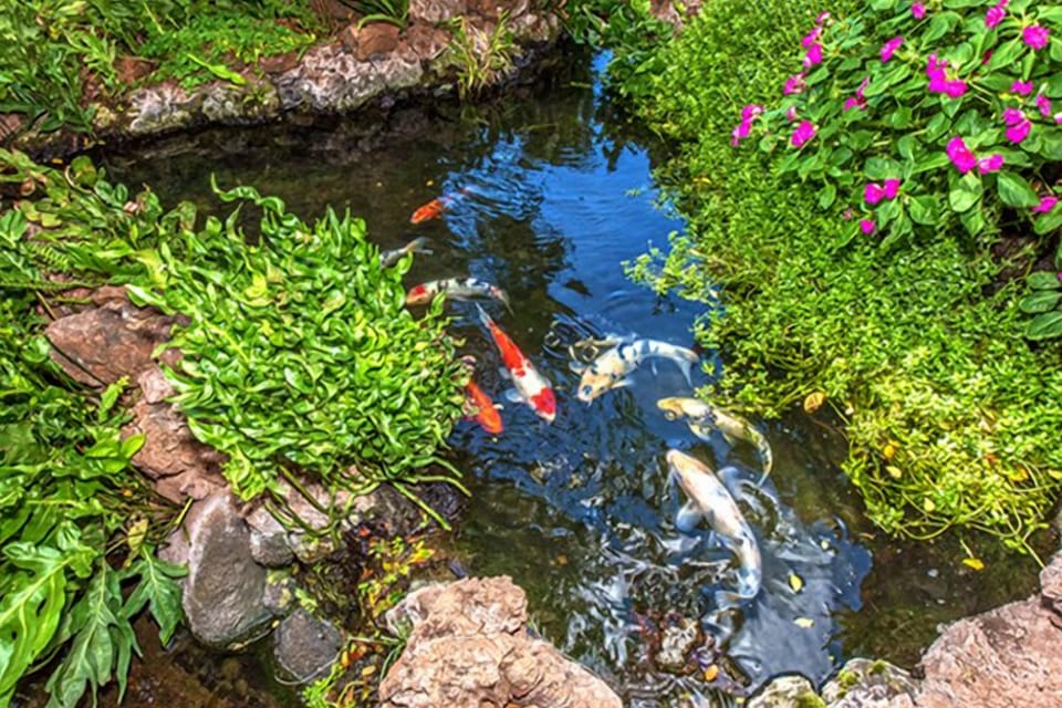 Koi Pond
