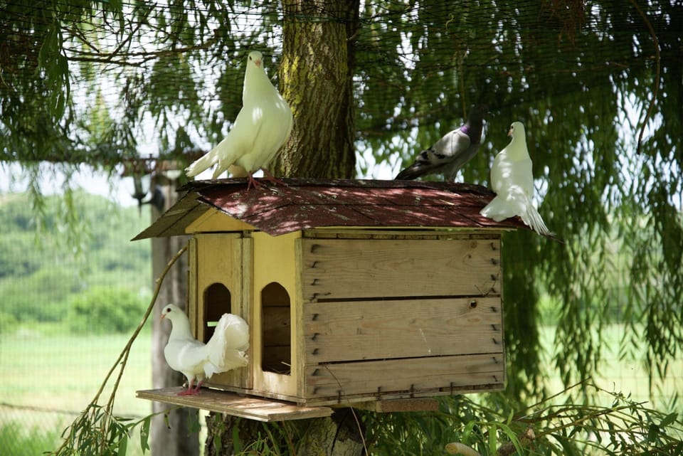 Cottage | Miscellaneous