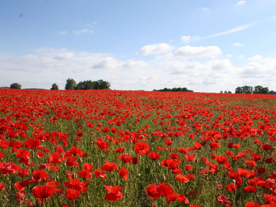 House | View from property