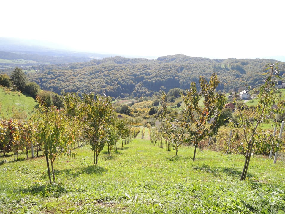 House, 2 Bedrooms | Vineyard view
