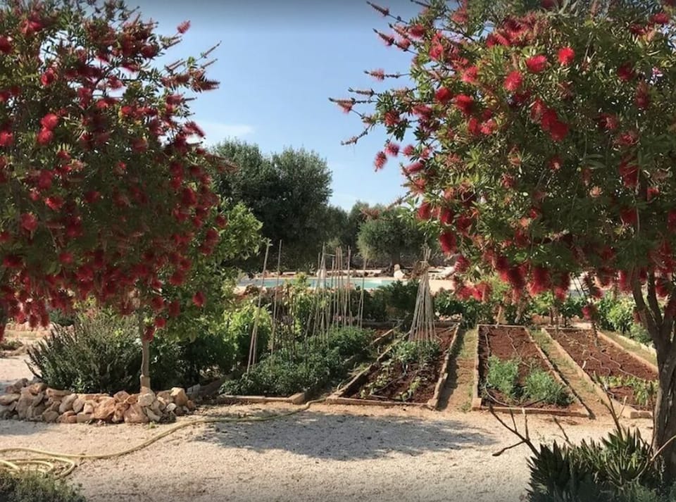 The garden 
