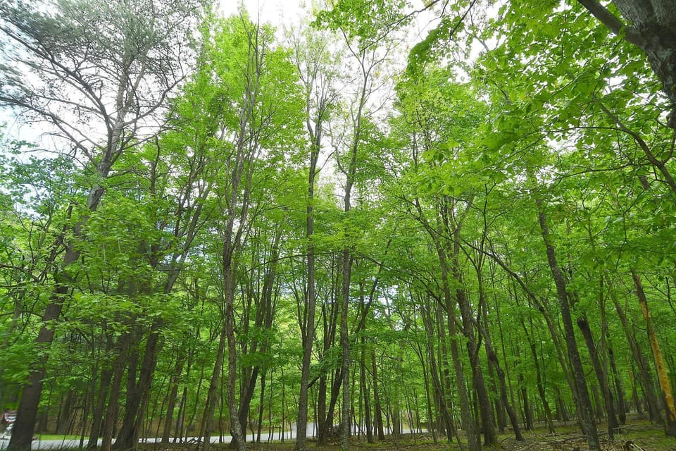 House, Multiple Beds (Woods Song - Natures Promise) | Miscellaneous