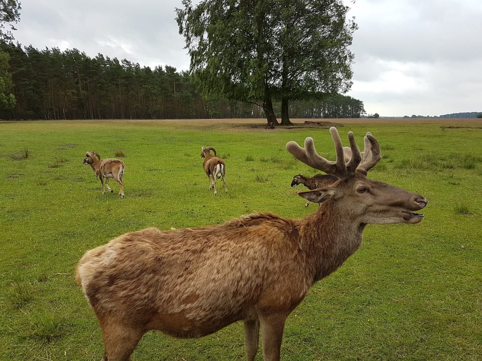 Game viewing