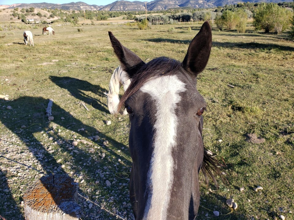 Blaze in our pasture