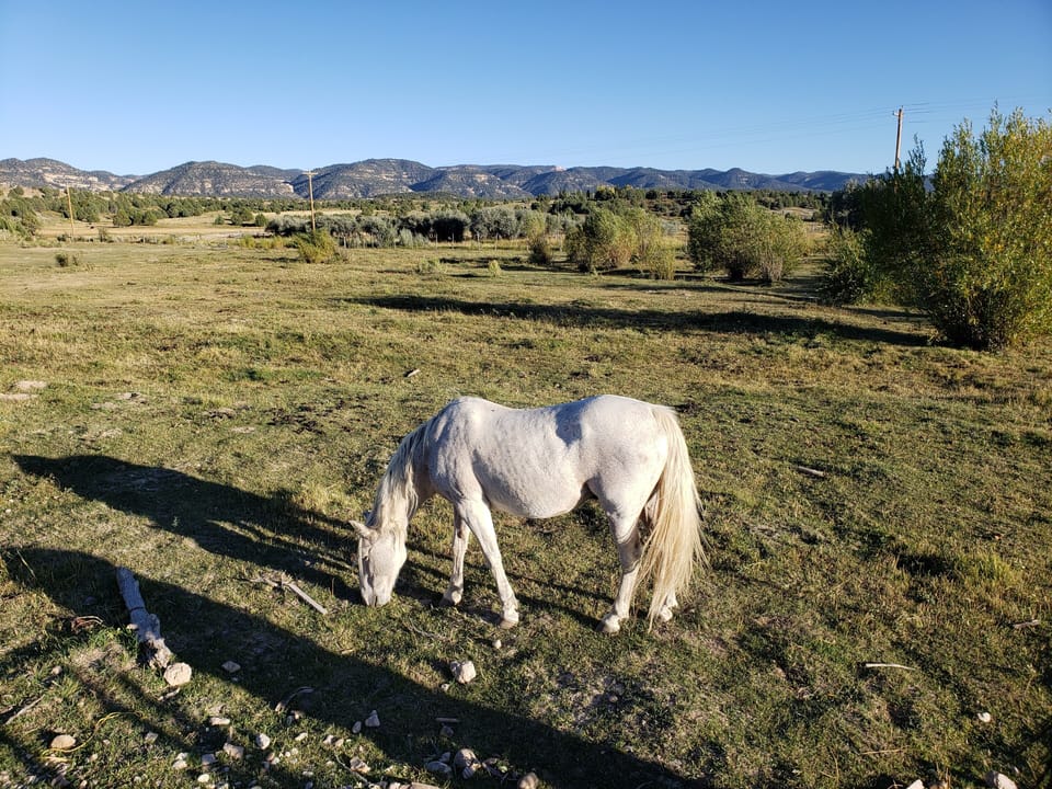 Boomer in our Pasture