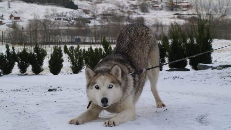 You can say hello to the dog, but please keep some distance =)