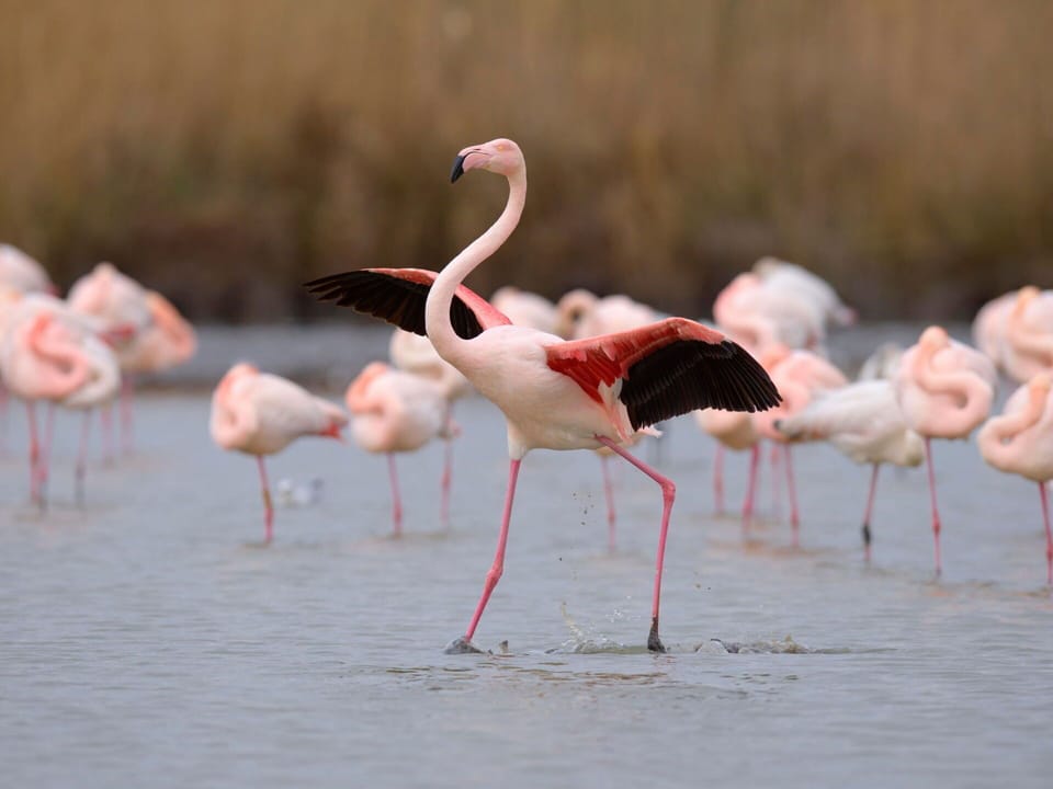 Vertebrate, Wildlife, Pink