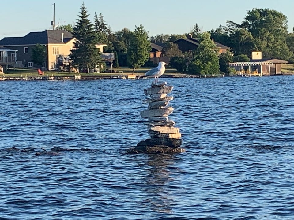 Seagull on entrance to canal into Fenelon Falls Locks