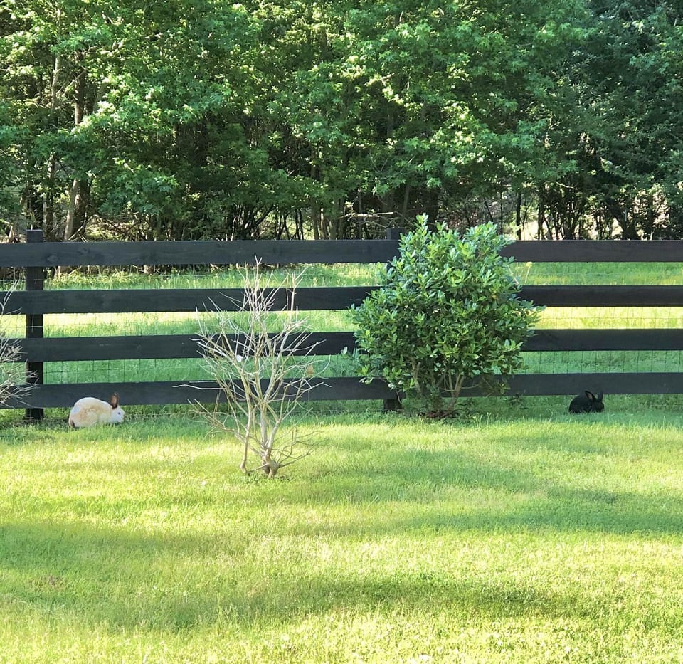 Keep an eye out for our family raised, free roaming rabbits . 