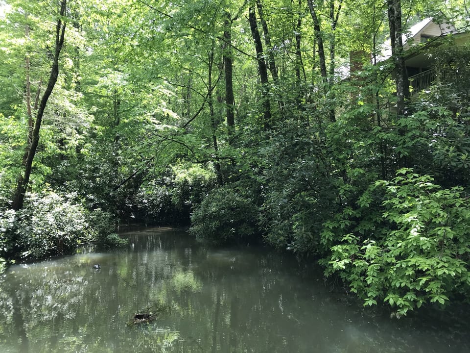 Pond with Koi Salamanders & frogs below house