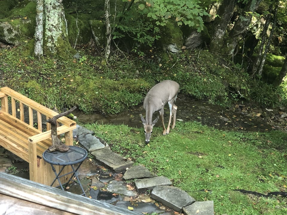Deer love to stop by our creek, if you are lucky, you may spot one or two!