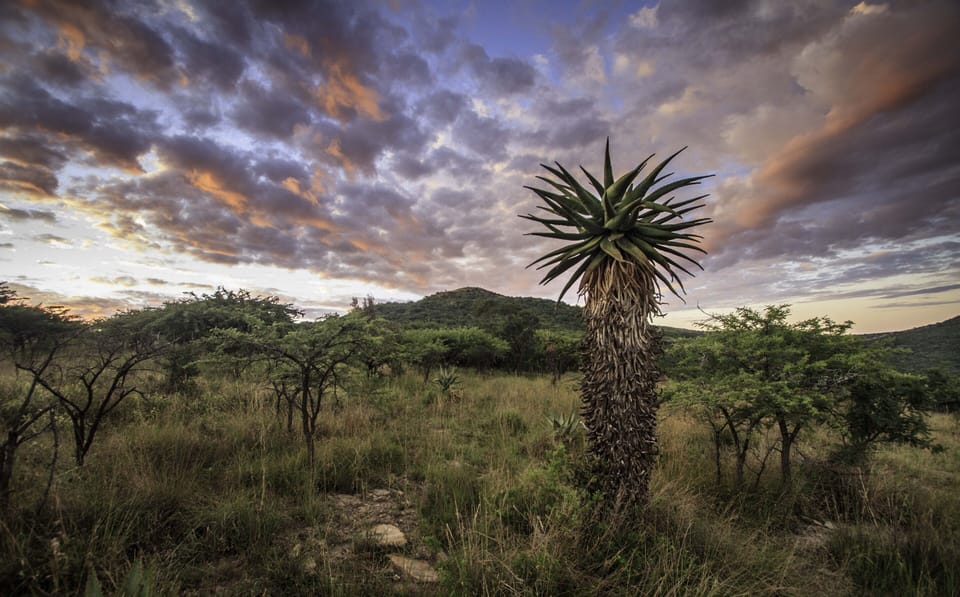 Game drive