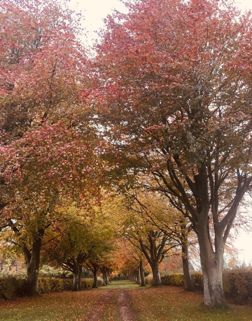 Lovely Autumn walks