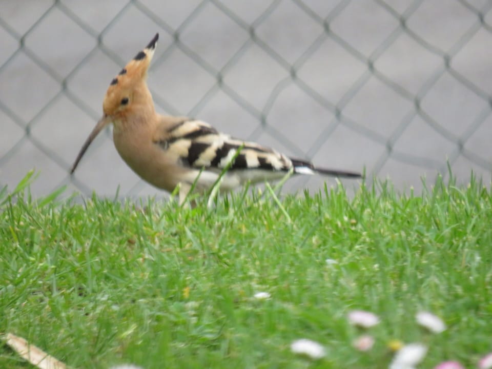 Hoopee Bird