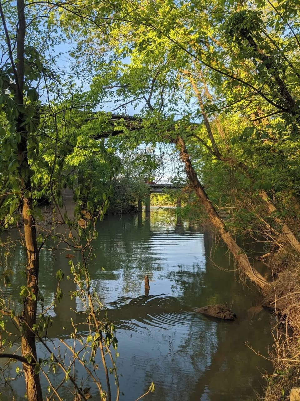 Lookout Creek runs the length of the Wauhatchie Woodlands property.