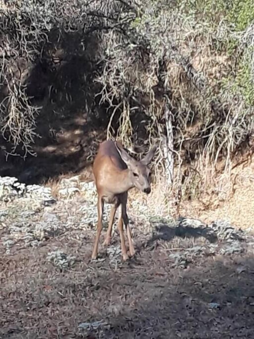 Her fawn is close by! 