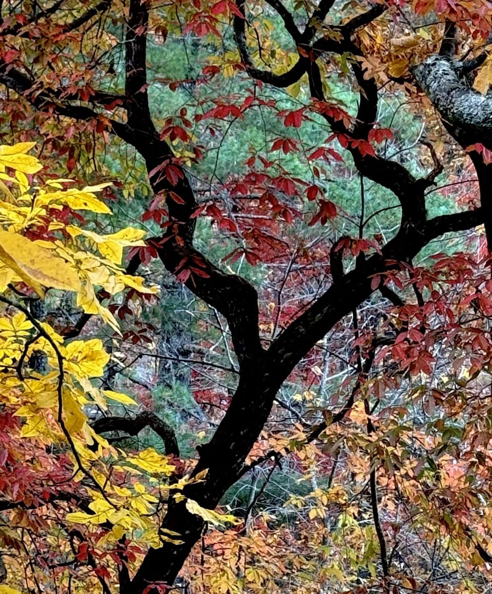 Fall colors are magical in Sapphire.