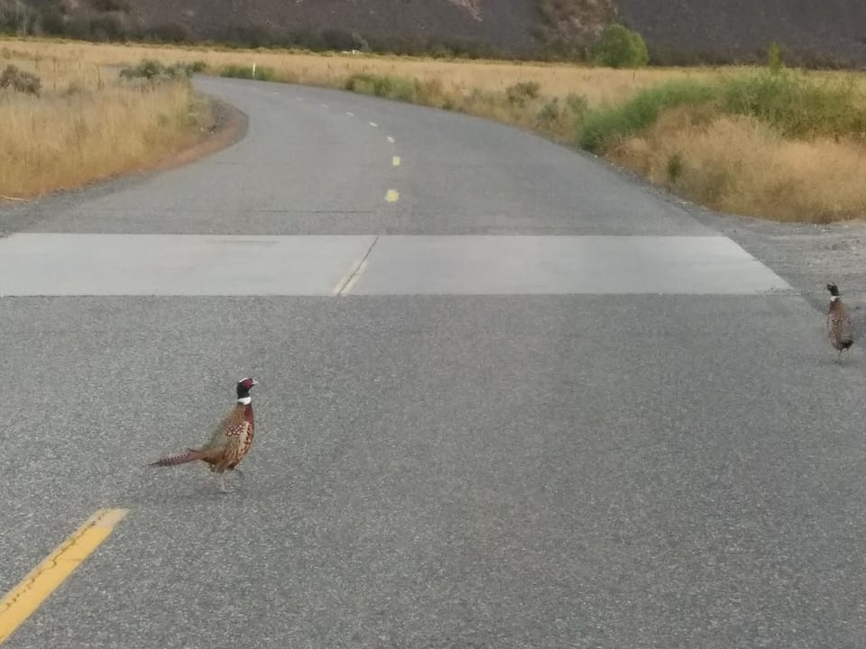 lots of amazing wildlife