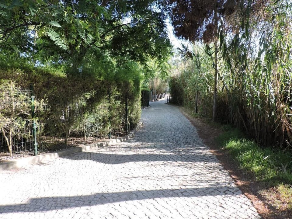 Beach Path 1