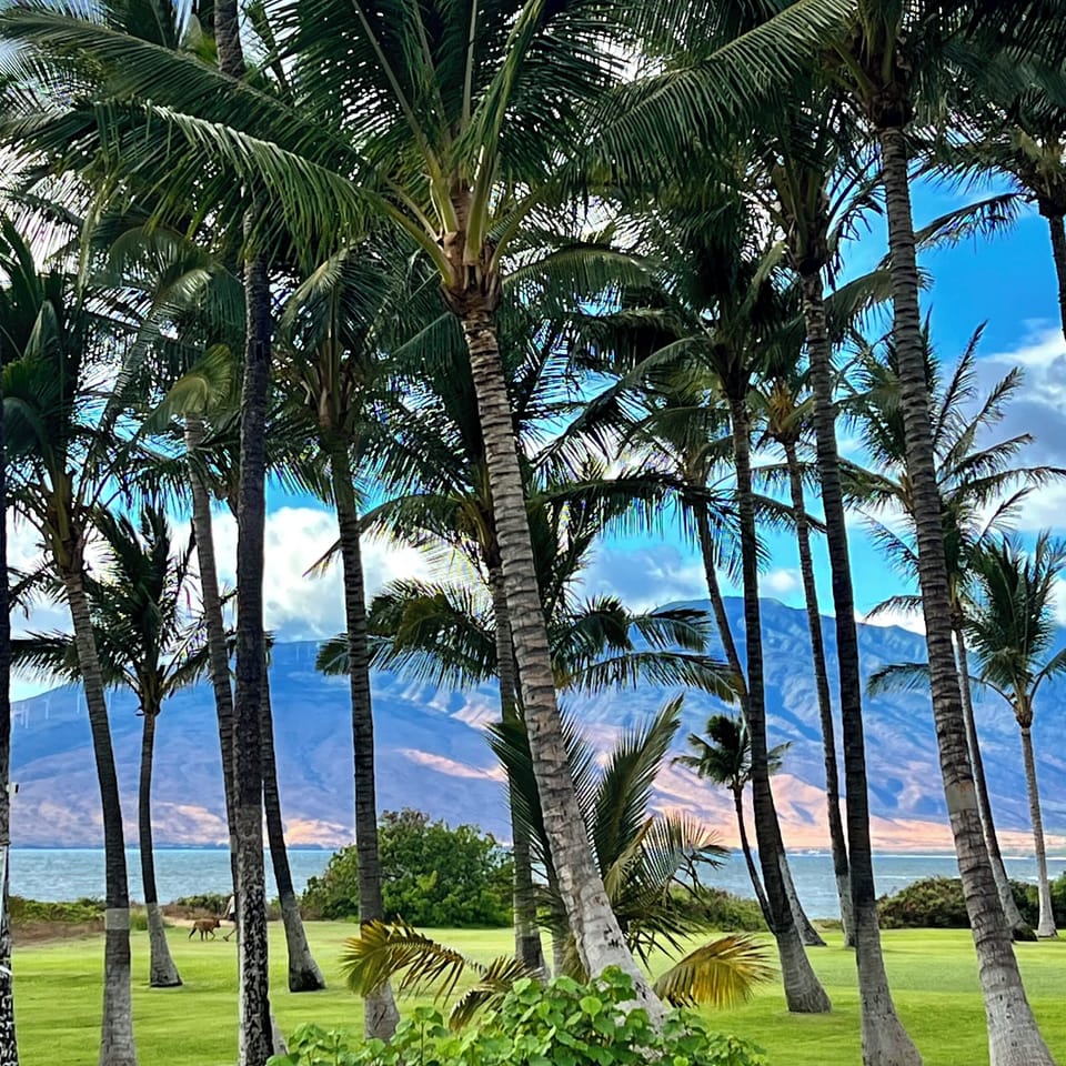 Another view from Al's Paradise. 